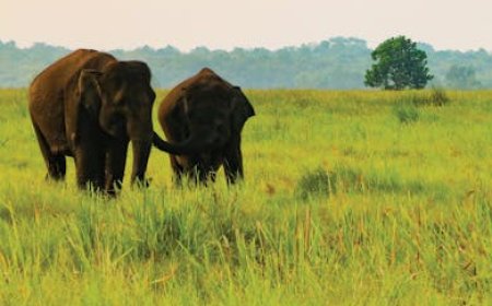 Keindahan Way Kambas, Taman Nasional yang Terkenal dengan Konservasi Gajah