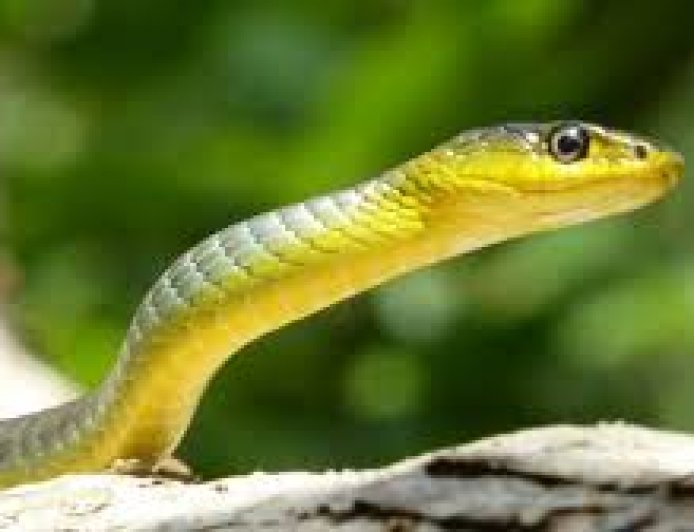 Cuma Pakai Bahan Dapur, Ular Bisa Kabur Sendiri!