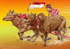 Karapan Sapi, Indonesian Madurese Traditional Cattle Race